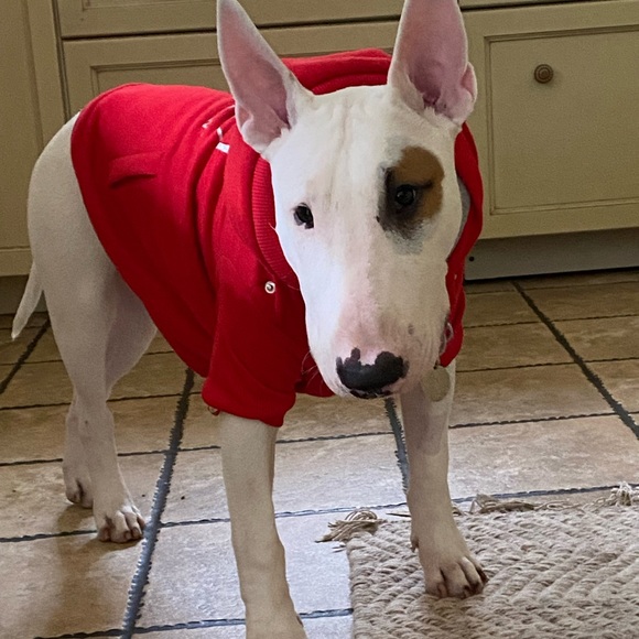 Silver Paw Soft Doggy Sweater - Picture 5 of 15